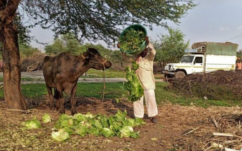 صادرات گوشت گاو هندی قربانی کرونا شد