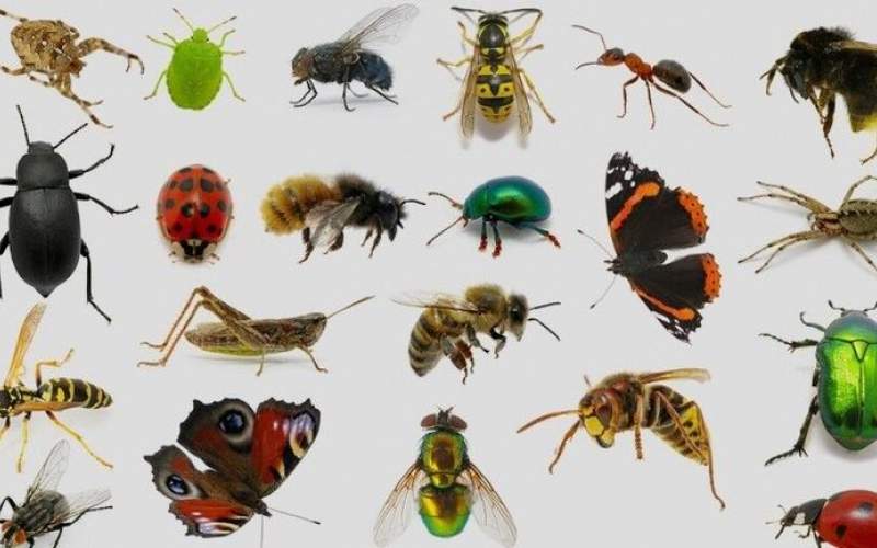 حشرات باعث انتقال ویروس کرونا می‌شوند؟