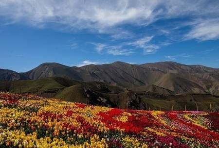 دشت‌های لاله هلند در ۴۰ کیلومتری تهران  <img src="https://cdn.baharnews.ir/images/picture_icon.gif" width="16" height="13" border="0" align="top">