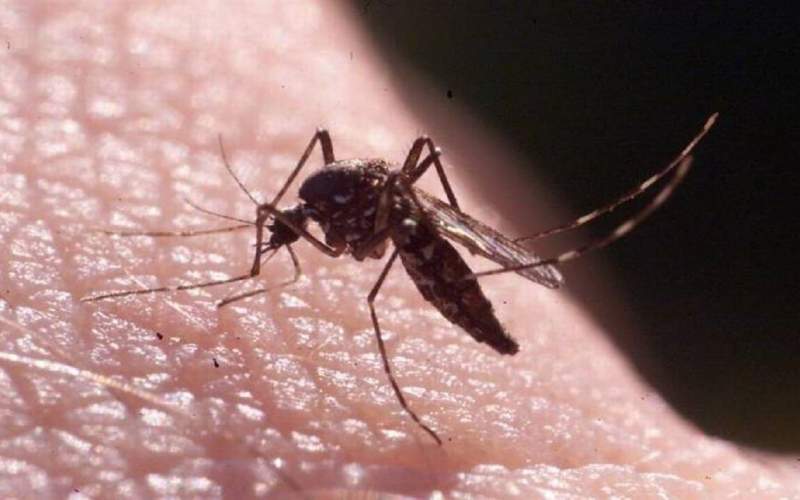ویروس کرونا از طریق حشرات انتقال می‌یابد؟