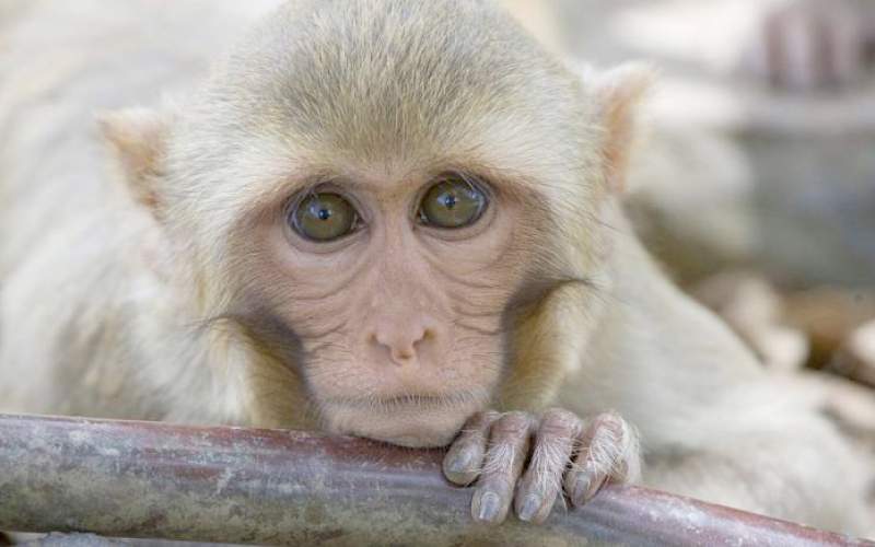 آزمایش موفقیت‌آمیز واکسن کرونا روی میمون‌ها در آمریکا