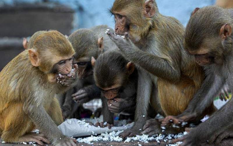 میمون‌هادرهندنمونه‌‌خون‌بیماران‌مبتلا به‌کرونارا‌دزدیدند