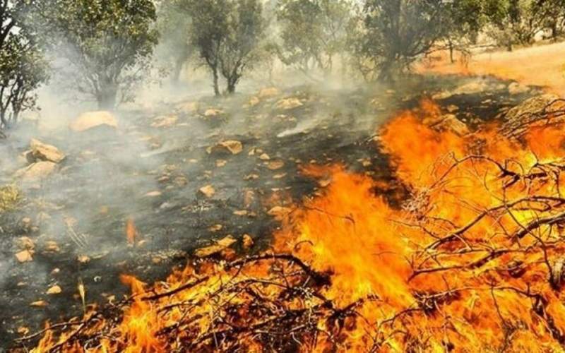 نابودی ۴۰ درصد جنگل‌های خاییز در آتش‌سوزی
