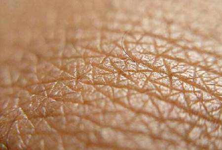 ابداع یک پوست آزمایشگاهی با قابلیت رویش مو
