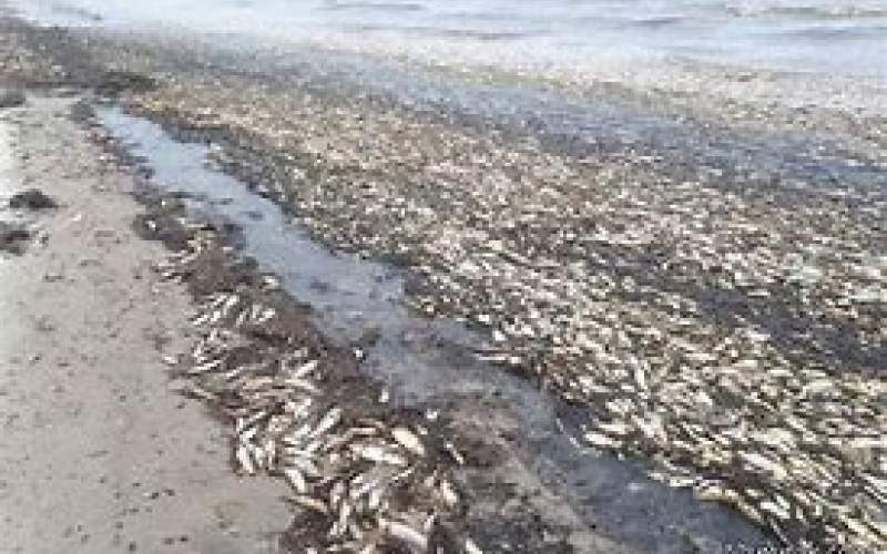 مرگ ماهی‌ها در سواحل شرق هرمزگان