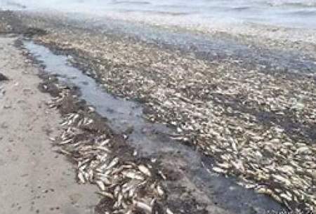 مرگ ماهی‌ها در سواحل شرق هرمزگان