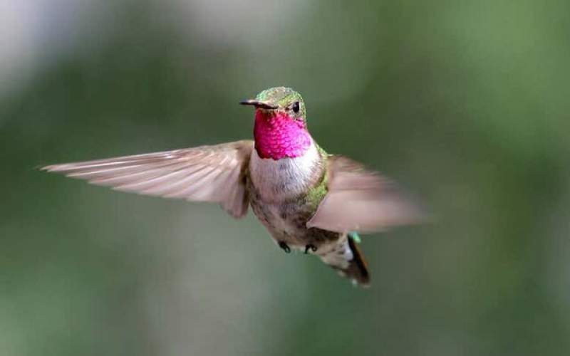 پرندگان می‌توانند رنگ‌هایی غیرقابل تصور را ببینند
