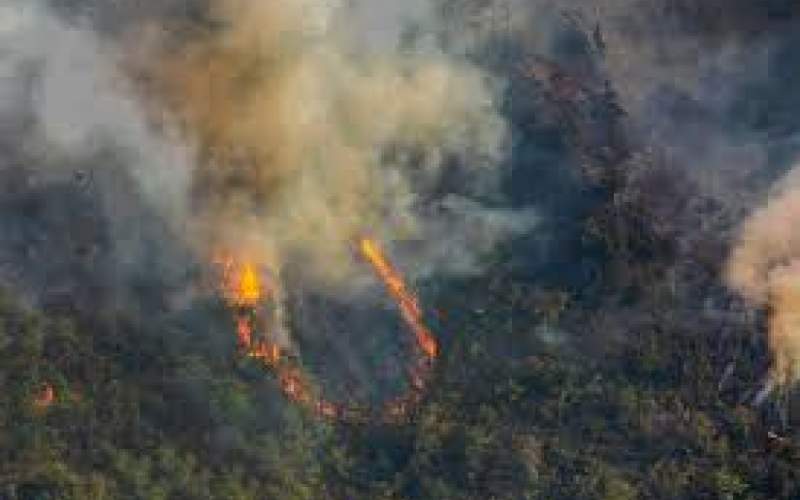 چرا امسال آتش‌سوزی جنگل‌ها بیشتر شده است؟!