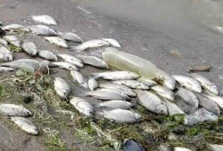 تاثیر نوعی علف‌کش بر ماهی کپور