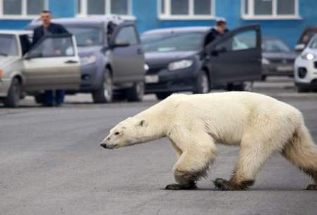 گرما خرس‌های قطبی را به فضای شهر کشاند