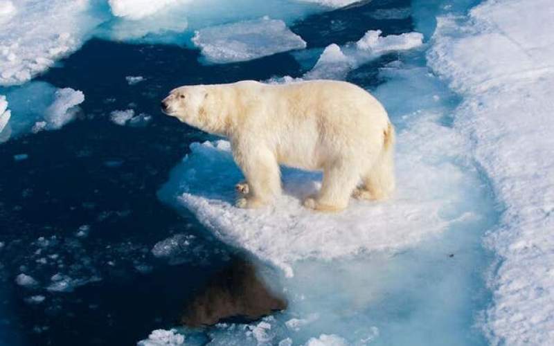 خطر انقراض خرس‌های قطبی تا سال ۲۱۰۰