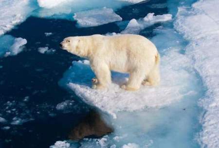 خطر انقراض خرس‌های قطبی تا سال ۲۱۰۰