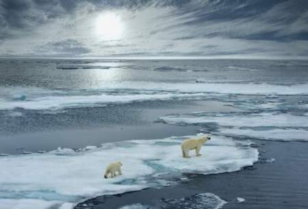 خرس‌های قطبی تا پایان قرن منقرض می‌شوند؟