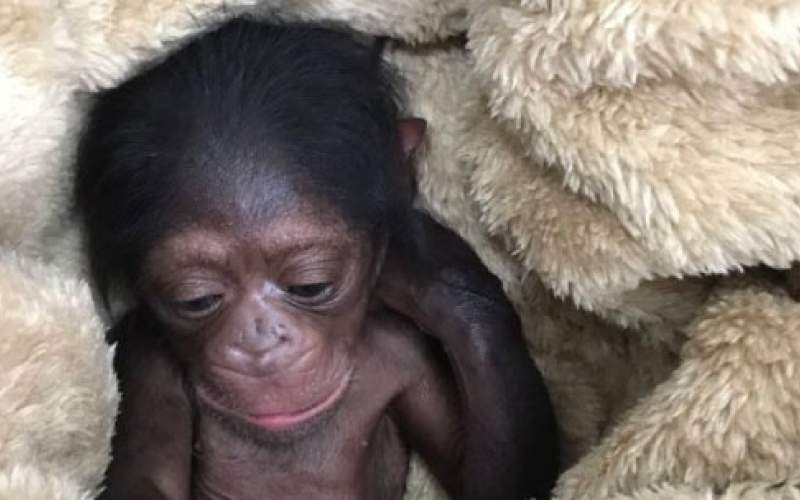 دل‌نگرانی برای بچه شامپانزه خاصِ پارک ارم
