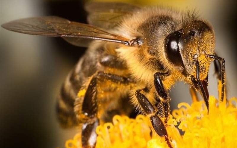 تأثیر نیش زنبور برای درمان کرونا حقیقت دارد