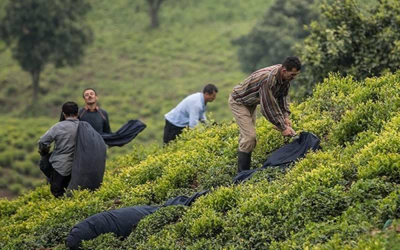 کرونا صادرات چای هند را 27 درصد کاهش داد