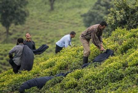 کرونا صادرات چای هند را 27 درصد کاهش داد
