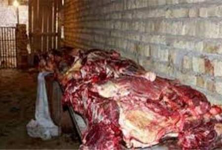یکسال زندان برای فروشنده گوشت الاغ