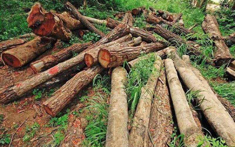 رشد ۲ برابری کشفیات چوب آلات جنگلی