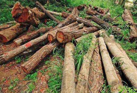 رشد ۲ برابری کشفیات چوب آلات جنگلی