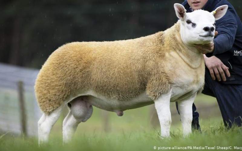 گران‌ترین گوسفند دنیابه فروش رسید