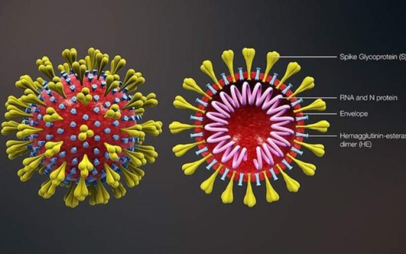 حقایقی عجیب درباره ویروس‌ها و کرونا