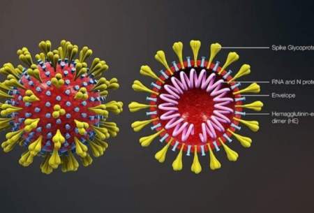 حقایقی عجیب درباره ویروس‌ها و کرونا
