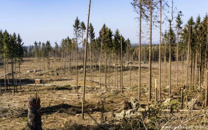 برنامه  آلمان برای حفاظت از جنگل‌ها