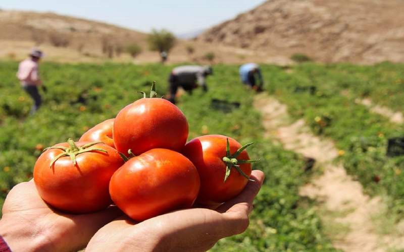 چه کسی به داد کشاورزان می‌رسد؟