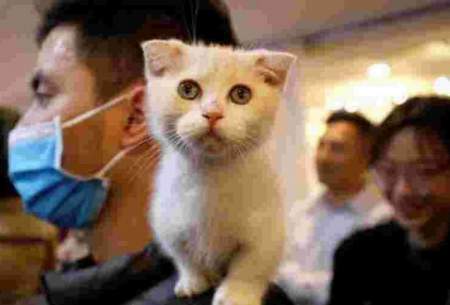 واکسن کرونا برای گربه‌ها هم آزمایش می‌شود