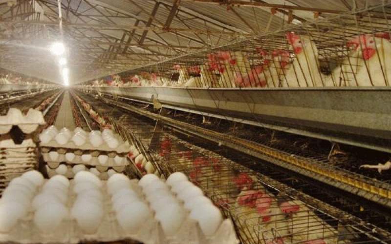 نرخ مصوبی برای تخم مرغ اعلام نشده است