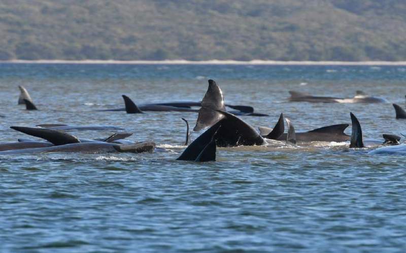 ۳۸۰ نهنگ در سواحل استرالیا جان باختند