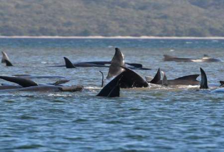 ۳۸۰ نهنگ در سواحل استرالیا جان باختند