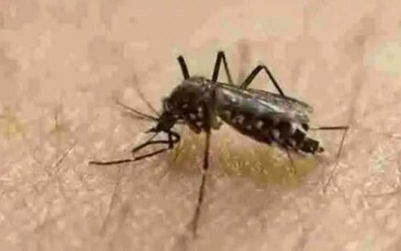 آیا پشه‌ها ویروس کرونا را منتقل می‌کنند؟