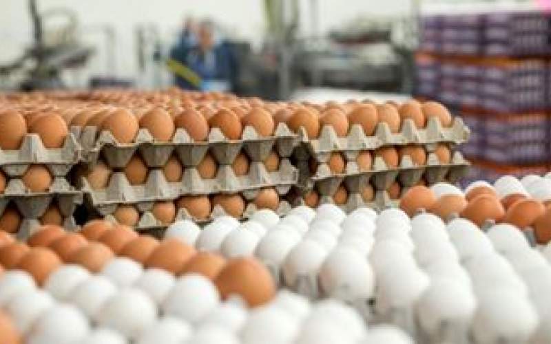 قیمت تخم‌مرغ در مغازه‌ها دو برابر نرخ مصوب
