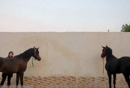 فصل بی‌رونقی صنعت اسب در خوزستان