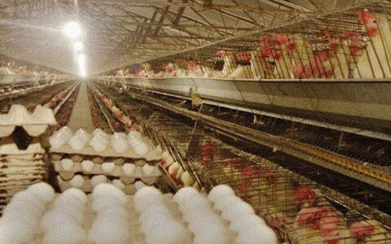 نبود ثبات قیمت و تولید در بازار مرغ و تخم مرغ