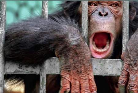 شامپانزه‌های باغ وحش ارم افسردگی گرفته‌اند
