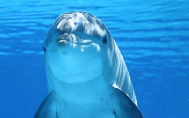 نجات دلفین‌های واقعی باکمک دلفین‌های رباتیک