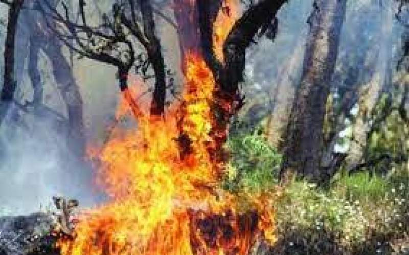 نابودی ۸۰درصد جنگل‌ها و منابع طبیعی ایران
