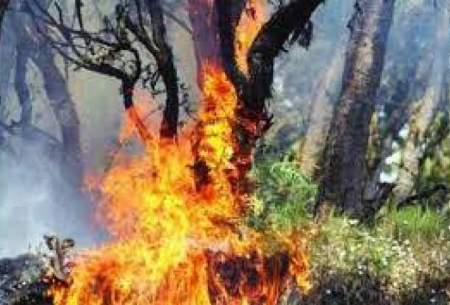 نابودی ۸۰درصد جنگل‌ها و منابع طبیعی ایران