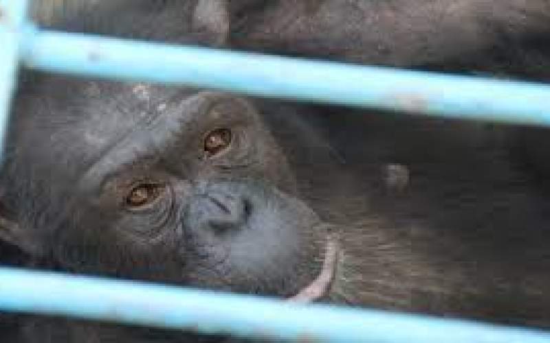 واکنش محیط‌‌زیست به مرگ شامپانزه باغ‌وحش ارم
