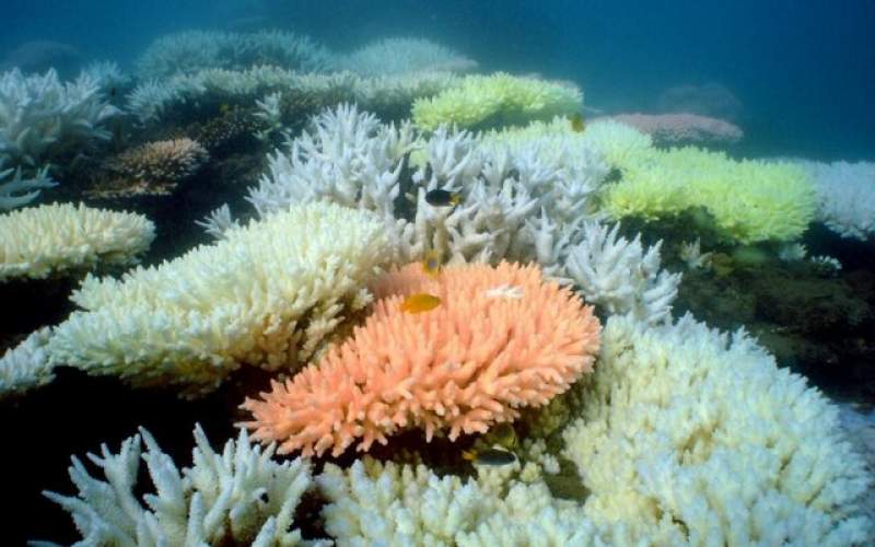 چرا مرجان‌های زیبای استرالیا رنگ می‌بازند؟