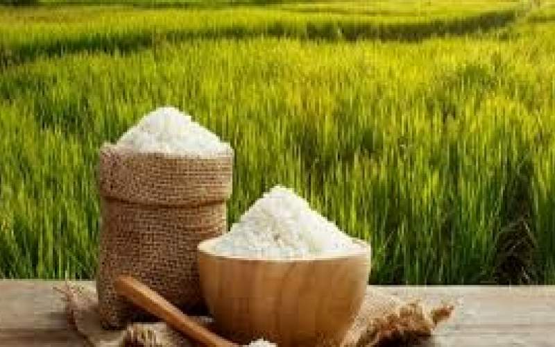 صادرات بیش از ۶۰۰هزار تن برنج گیلان