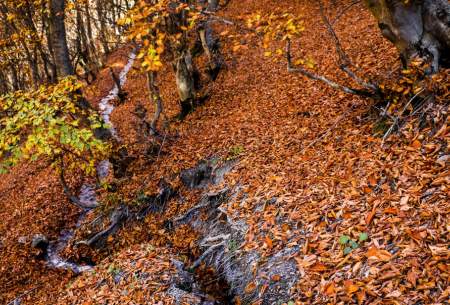 پاييز جنگل‌های كوهستانی  <img src="https://cdn.baharnews.ir/images/picture_icon.gif" width="16" height="13" border="0" align="top">