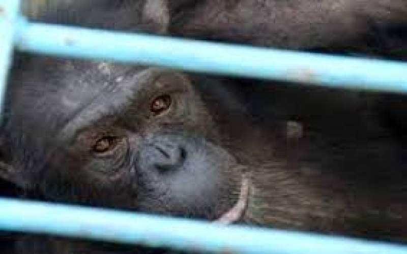 علت مرگ شامپانزه پارک ارم مشخص نشده است