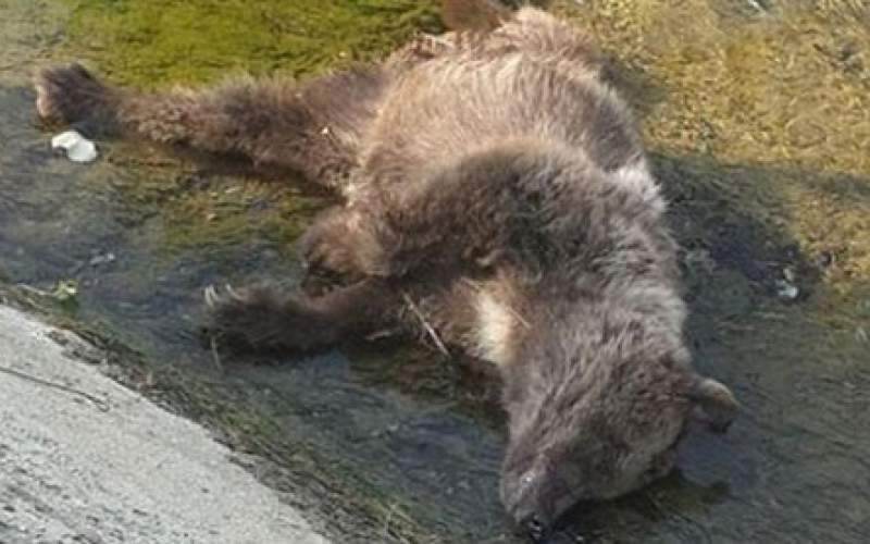 مرگ یک قلاده خرس قهوه‌ای در مازندران