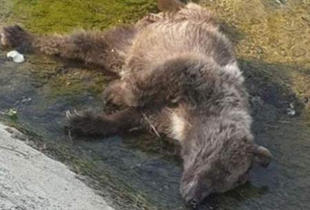 مرگ یک قلاده خرس قهوه‌ای در مازندران