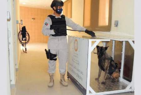 بکارگیریِ سگ‌های کرونایاب در فرودگاه ابوظبی