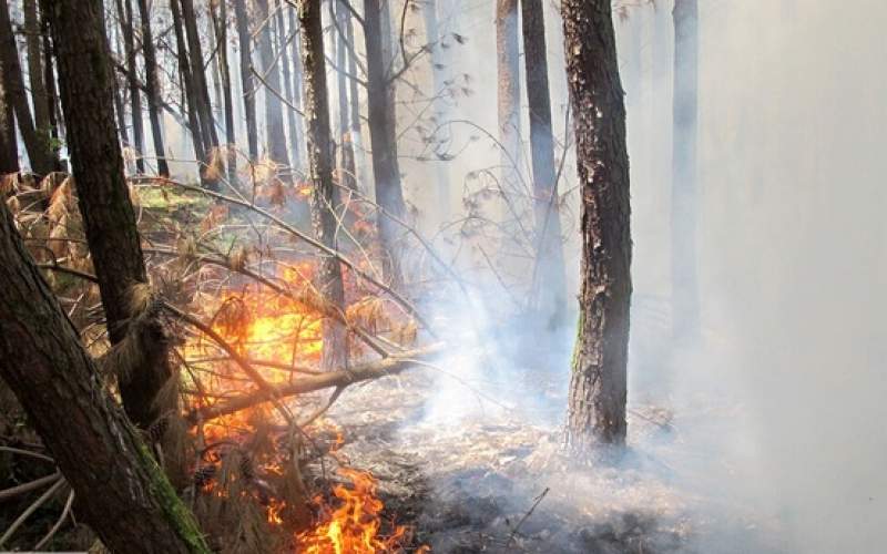 وزش بادعامل گسترش آتش در جنگل توسکستان